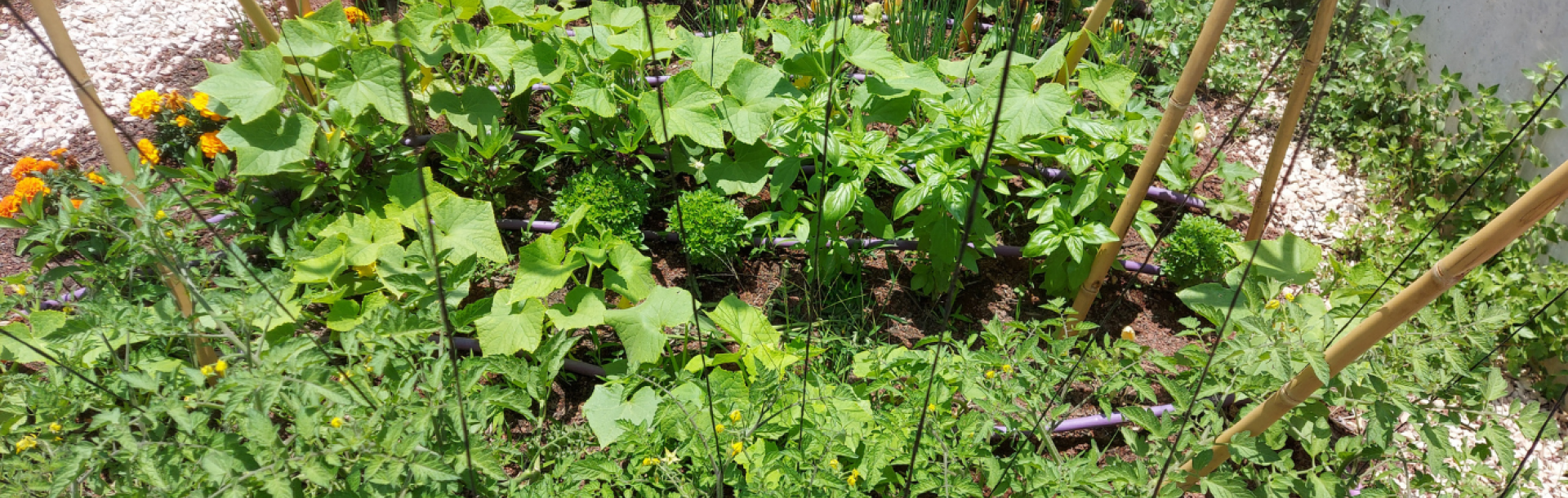 The edible gaden at the roof top