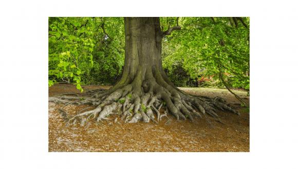 Riddles of the Roots: How trees interact with soil bacteria and fungi to manage forests from below